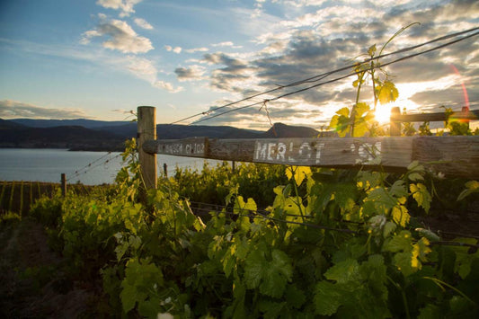 MacIntyre wines, top Naramata bench wines