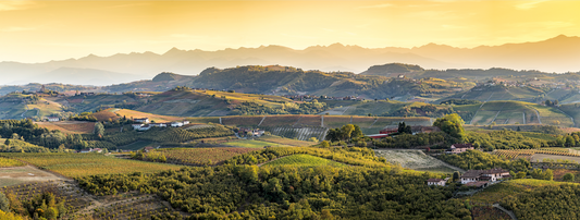 Exciting Release; Sara Vezza Barolo