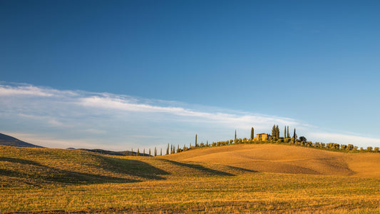 NOW READY; Tenuta Le Colonne Bolgheri from Alejandro Bulgheroni || 93 points Wine Spectator