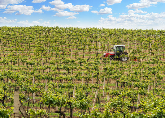 BACK IN STOCK; 2018 Frogs Leap Cab