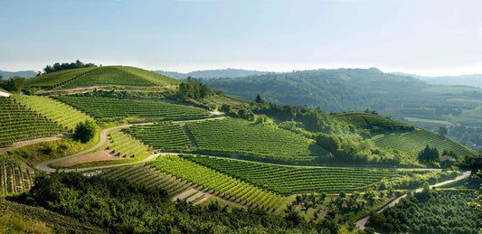 Summer Wines from Pio Cesare